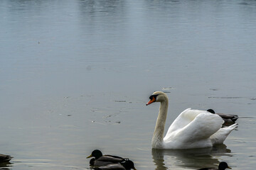White swan swiming in a lake