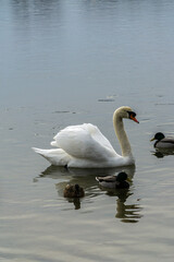 White swan swiming in a lake