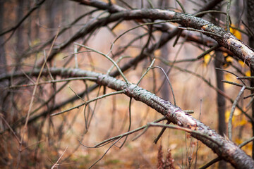 Autumn in the forest, everything is in gold