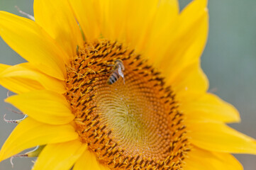 Detail of a sunflower 