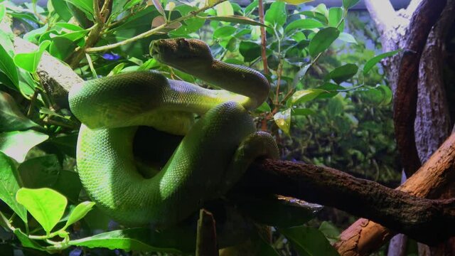 Green tree snake with biright green and emerald scales wrapped around a tree branch