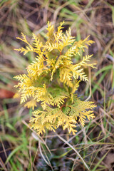 Autumn in the forest, everything is in gold