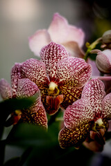 Obraz na płótnie Canvas Orquídea. Rio Grande do Sul. Brasil (orchid)