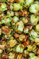 Fresh dried hops macro close-up