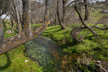 Fototapeta premium Views of the Tejada Stream, in the Dehesa of Navalvillar, Colmenar Viejo, Madrid, Spain