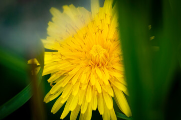 verde pasto paisaje trebol macro planta flor azul verde amarillo bokeh