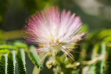 Mimosa Persian Close-Up