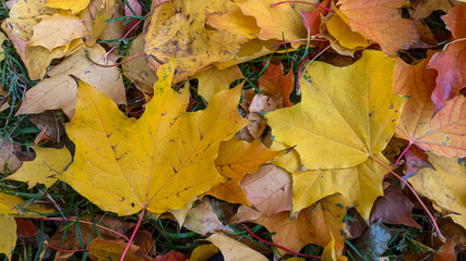Background of autumn leaves lying on the grass