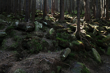 Picturesque view of stones in beautiful mountain forest