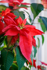 Red poinsettia flower close up. Christmas star. Decor for Christmas.