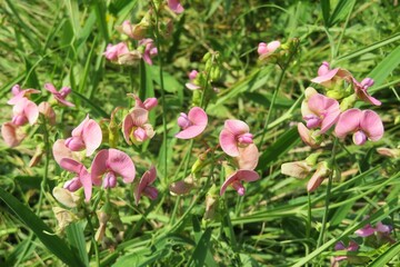Beautiful pink sweet pea flowers in the field on natural green grass background
