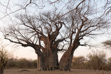 Huge single baobab tree standing in it's natural habitat in Namibia, Africa