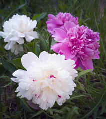 A pink-white peony flower grows in a meadow among green grass against a background of white and lilac peonies. Close-up.