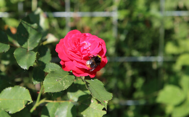 Fototapeta premium Red rose flower close up photo. Bumblebee on a flower. Blurry green background with copy space. 