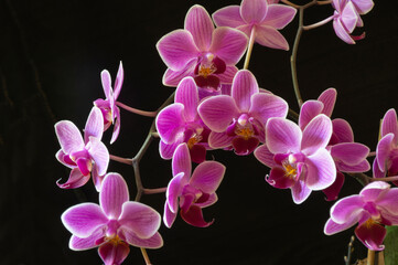 A branch with orchid flowers on a black background.