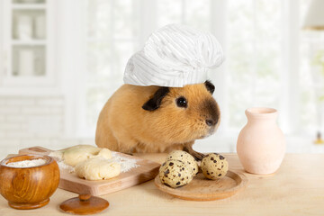 Amusing guinea pig in a chef's hat in the kitchen