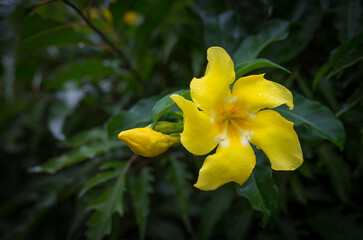 Exotic Tropical Flower White Resort, Travel Vacations Luxury Freshness Maldives Thailand, Indonesia...