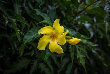 Obraz premium Exotic Tropical Flower White Resort, Travel Vacations Luxury Freshness Maldives Thailand, Indonesia Bora Bora Sri Lanka Bali Dominican Republic as background Jamaica Cuba Hawaii Egypt