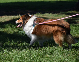 Shetland Sheepdog (Sheltie) on a Pink Leash Goes for a Walk in the Park