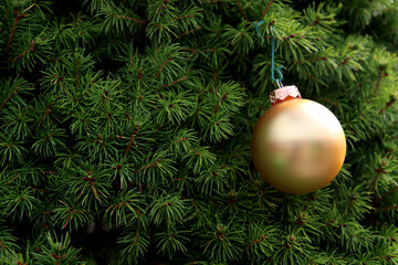 Obraz na płótnie Canvas Golden Christmas ball on fir tree. Green background with copy space. Merry Christmas. 