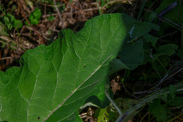 Green burdock in the grass near the road