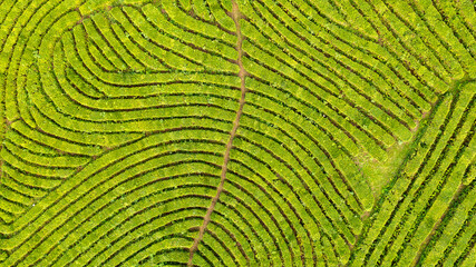 Aerial view shot from drone of green tea plantation, Top view aerial photo from flying drone of a tea plantation