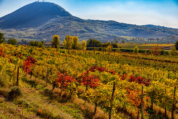 Fototapeta premium un campo di vigne in autunno