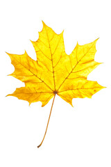 Dry yellow maple leaf isolated on white background