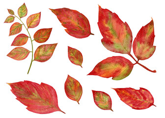 Hand drawn watercolor illustration. Set of autumn leaves. Design elements. Perfect for seasonal advertisement, invitations, cards.