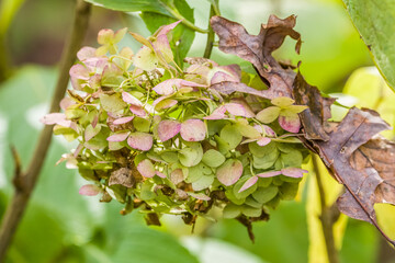 Hydrangea last seasonal bloom closeup