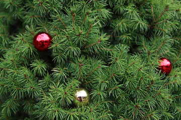 Close up photo of fir tree decorated with red and golden Christmas balls. Beautiful Christmas tree photo. Holidays in Europe. 