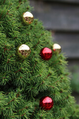 Close up photo of fir tree decorated with red and golden Christmas balls. Beautiful Christmas tree photo. Holidays in Europe. 