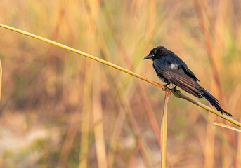 Drango sitting on a branch