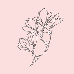 Magnolia Line drawing Vector. Botanical line art