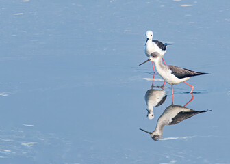 Black Winged stilt in a lake