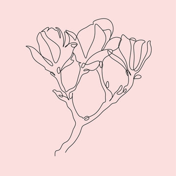 recommend clip art: Magnolia Line drawing Vector. Botanical line art