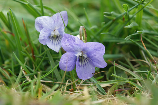 Close-up shot of a light blue dog-violet (Viola Canina).