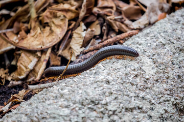 African centipede crawls in the rainforest. An exotic animal of the tropics.