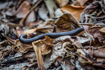 African centipede crawls in the rainforest. An exotic animal of the tropics.