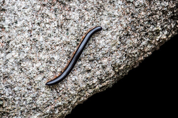 African centipede crawls in the rainforest. An exotic animal of the tropics.