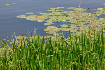 Greens and water lilies near the pond and water
