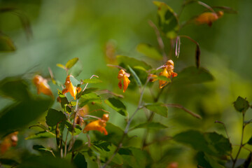 Orange flowers growing on the edge of a marsh by a lake in Ontario