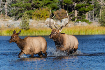 elk in the wild