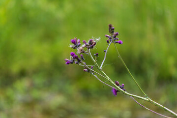 Blooming flowers of meadow flowers in the meadow.  The background is green.