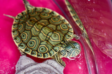 baby Turtle waiting for his feed