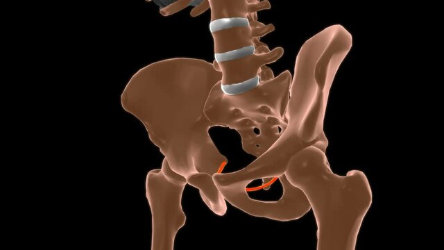 Tendinous arch of levator ani Muscle Anatomy For Medical Concept 3D