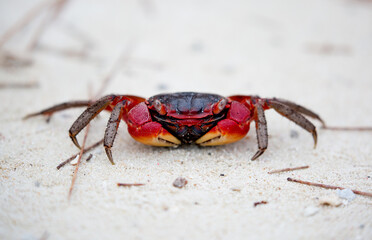 A crab on the beach is running on the white sand. Exotic animals in the resorts of tropical islands. The concept of a beach holiday in the tropics.
