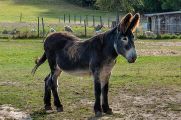 Baudet du Poitou
