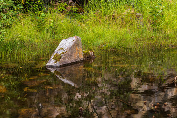 Swamp water level. Grass and reeds grow from the water.