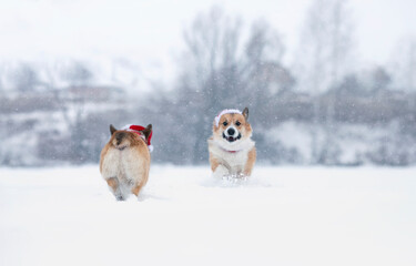 festive a postcard with two cute corgi dog in red Santa hats running towards each other in the snow in a winter snow park